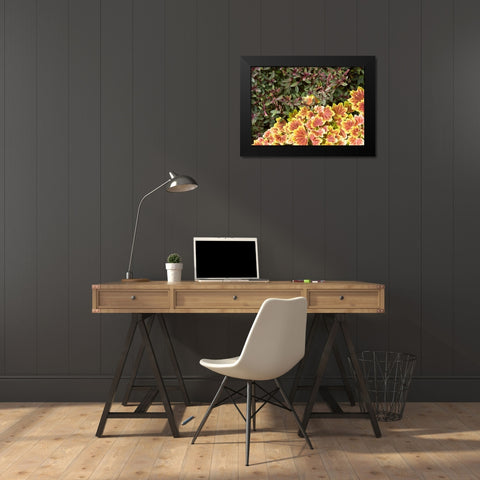 Garden Glimpse IX Black Modern Wood Framed Art Print by Crane, Rita