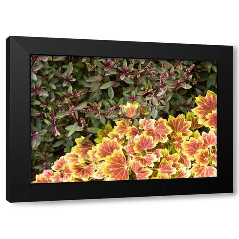 Garden Glimpse IX Black Modern Wood Framed Art Print by Crane, Rita