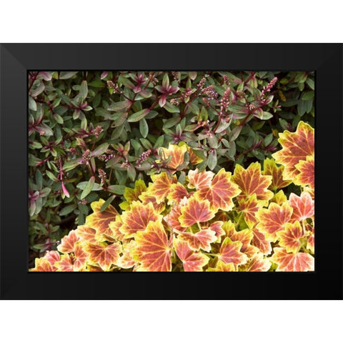 Garden Glimpse IX Black Modern Wood Framed Art Print by Crane, Rita