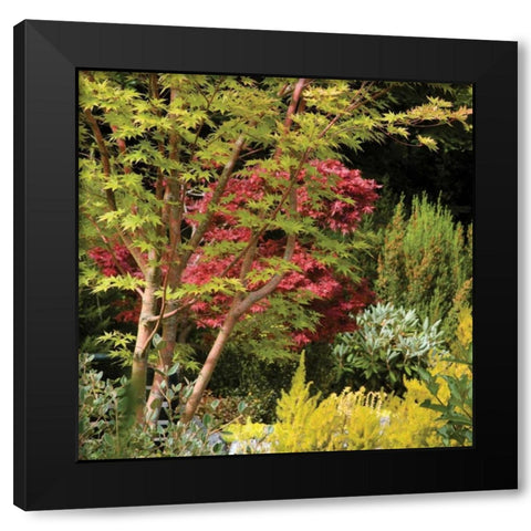 Garden Tapestry II Black Modern Wood Framed Art Print with Double Matting by Crane, Rita