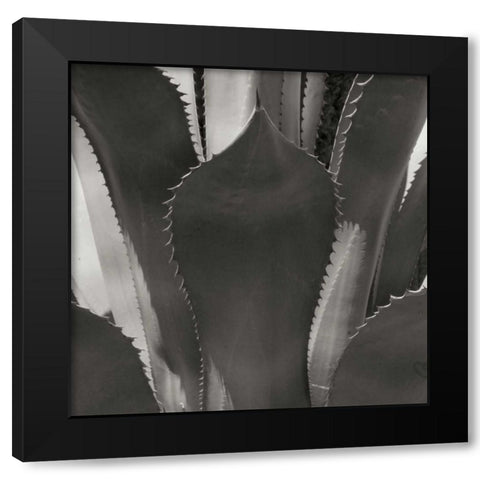 Agave II Black Modern Wood Framed Art Print by Crane, Rita
