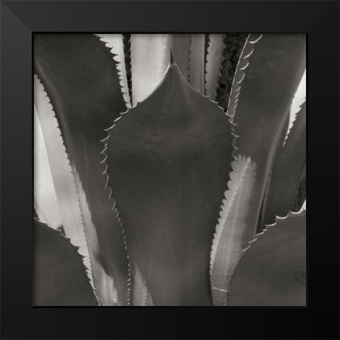 Agave II Black Modern Wood Framed Art Print by Crane, Rita