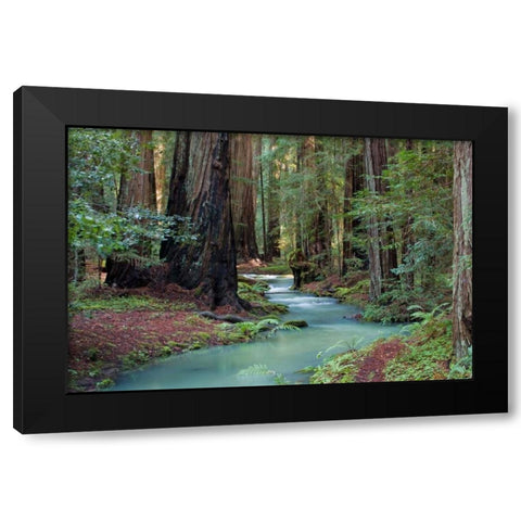 Redwood Forest II Black Modern Wood Framed Art Print with Double Matting by Crane, Rita