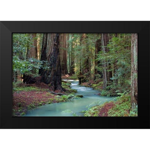 Redwood Forest II Black Modern Wood Framed Art Print by Crane, Rita