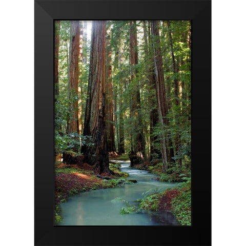 Redwood Forest III Black Modern Wood Framed Art Print by Crane, Rita