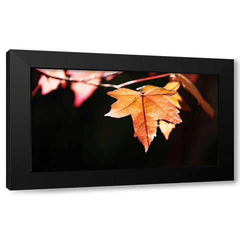 Amber Leaves II Black Modern Wood Framed Art Print by Crane, Rita