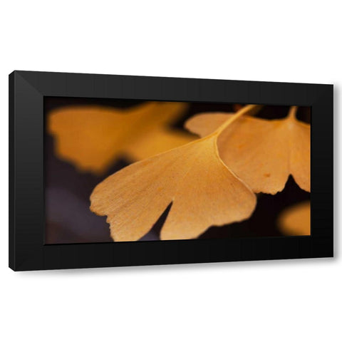 Gingko Leaves II Black Modern Wood Framed Art Print by Crane, Rita