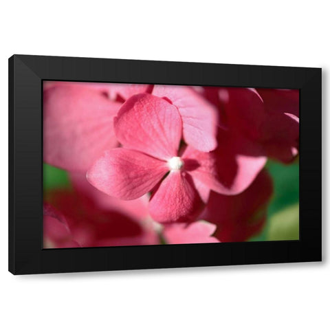 Pink Hydrangeas I Black Modern Wood Framed Art Print with Double Matting by Crane, Rita