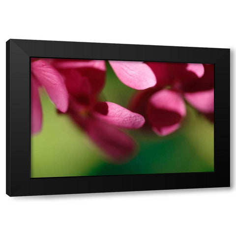 Pink Hydrangeas II Black Modern Wood Framed Art Print by Crane, Rita