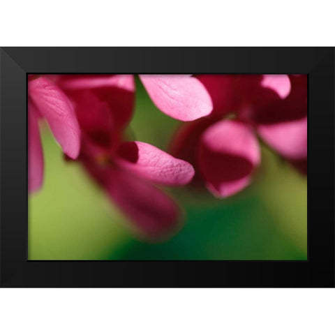 Pink Hydrangeas II Black Modern Wood Framed Art Print by Crane, Rita