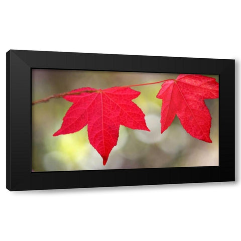 Festive Maple II Black Modern Wood Framed Art Print with Double Matting by Crane, Rita