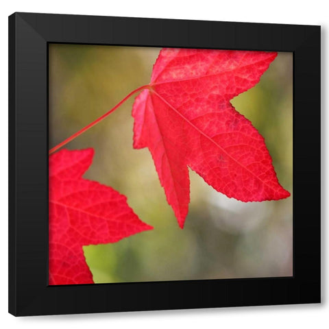 Festive Maple III Black Modern Wood Framed Art Print by Crane, Rita