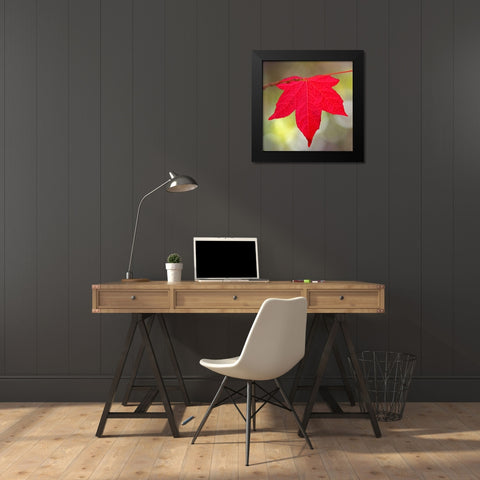 Festive Maple IV Black Modern Wood Framed Art Print by Crane, Rita
