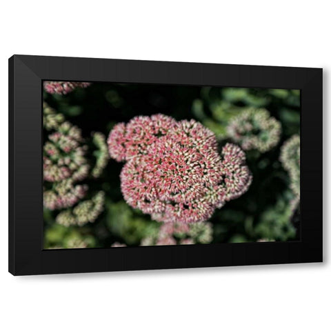 Kalanchoe Blossom I Black Modern Wood Framed Art Print with Double Matting by Crane, Rita