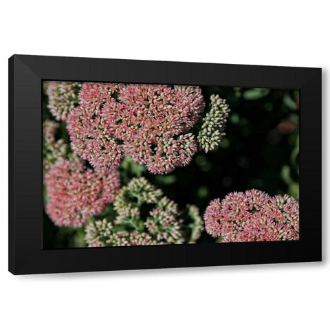 Kalanchoe Blossom II Black Modern Wood Framed Art Print with Double Matting by Crane, Rita