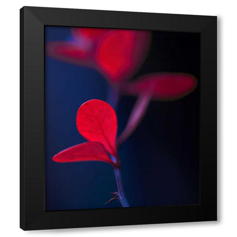Dancing Blue and Red I Black Modern Wood Framed Art Print by Crane, Rita
