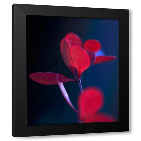 Dancing Blue and Red II Black Modern Wood Framed Art Print by Crane, Rita
