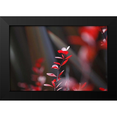 Red Grey Interplay I Black Modern Wood Framed Art Print by Crane, Rita