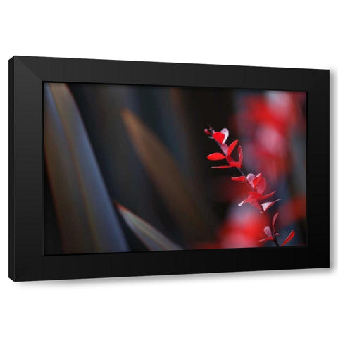 Red Grey Interplay II Black Modern Wood Framed Art Print by Crane, Rita