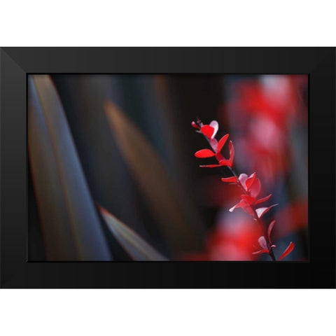 Red Grey Interplay II Black Modern Wood Framed Art Print by Crane, Rita