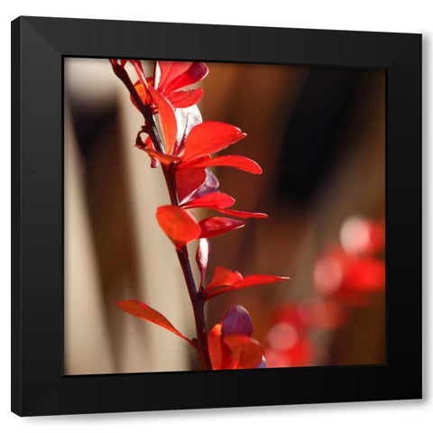 Red Leaves I Black Modern Wood Framed Art Print by Crane, Rita