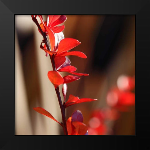 Red Leaves I Black Modern Wood Framed Art Print by Crane, Rita