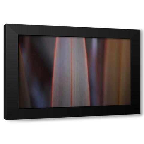 Leaves With Red II Black Modern Wood Framed Art Print by Crane, Rita