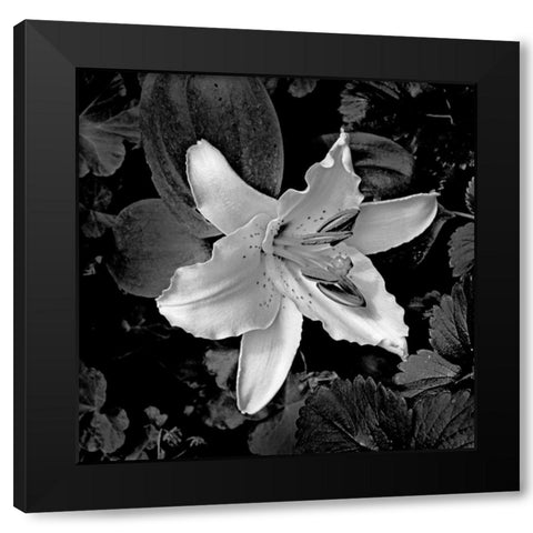 White Lily I Black Modern Wood Framed Art Print with Double Matting by Crane, Rita