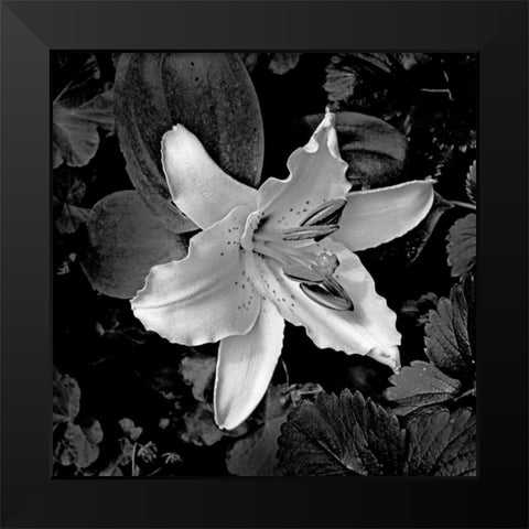 White Lily I Black Modern Wood Framed Art Print by Crane, Rita