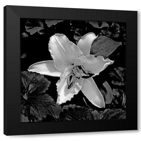 White Lily II Black Modern Wood Framed Art Print by Crane, Rita