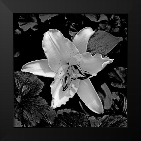 White Lily II Black Modern Wood Framed Art Print by Crane, Rita