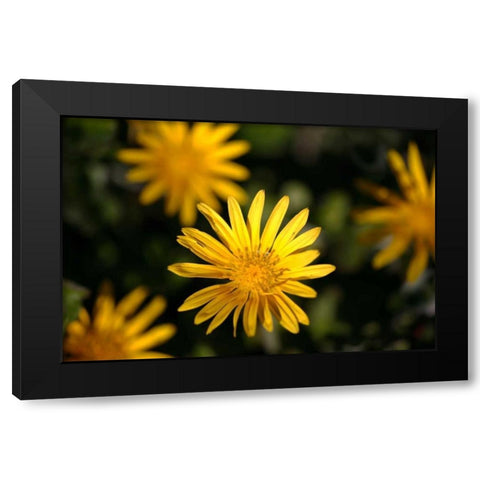Celebration I Black Modern Wood Framed Art Print with Double Matting by Crane, Rita