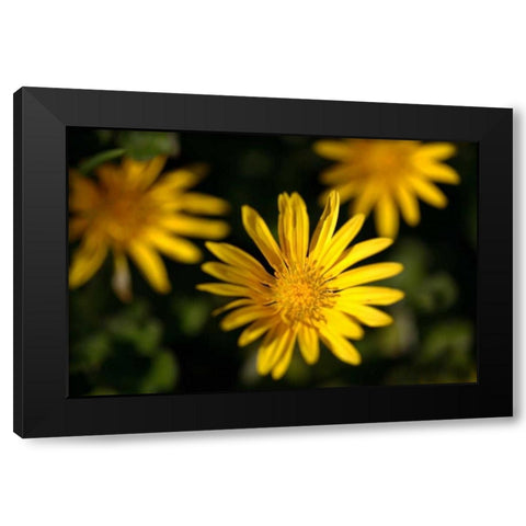 Celebration II Black Modern Wood Framed Art Print by Crane, Rita