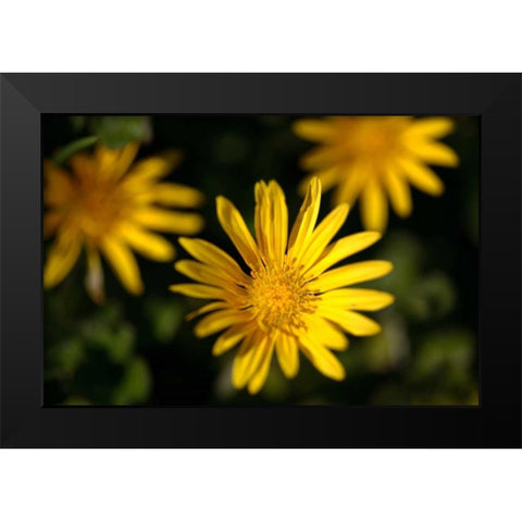 Celebration II Black Modern Wood Framed Art Print by Crane, Rita