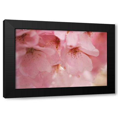 Cherry Blossoms I Black Modern Wood Framed Art Print with Double Matting by Crane, Rita