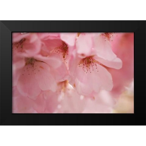 Cherry Blossoms I Black Modern Wood Framed Art Print by Crane, Rita