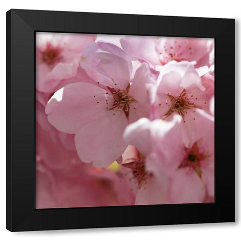 Sunny Blossoms II Black Modern Wood Framed Art Print with Double Matting by Crane, Rita