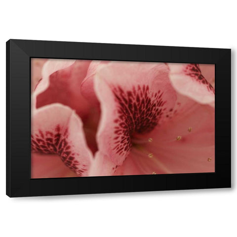 Tender Petals II Black Modern Wood Framed Art Print with Double Matting by Crane, Rita