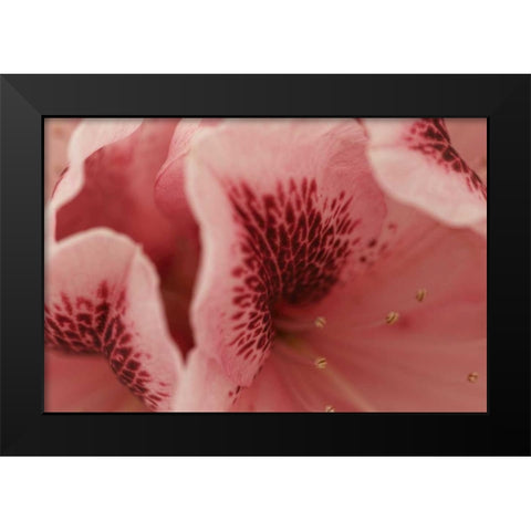 Tender Petals II Black Modern Wood Framed Art Print by Crane, Rita