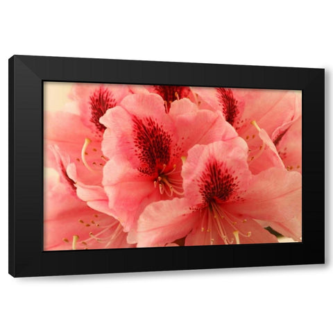 Delicate Petals I Black Modern Wood Framed Art Print by Crane, Rita