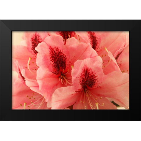 Delicate Petals I Black Modern Wood Framed Art Print by Crane, Rita