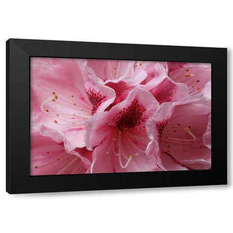 Pink Rhododendron I Black Modern Wood Framed Art Print by Crane, Rita