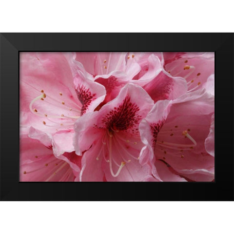 Pink Rhododendron I Black Modern Wood Framed Art Print by Crane, Rita