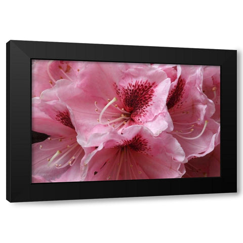 Pink Rhododendron II Black Modern Wood Framed Art Print with Double Matting by Crane, Rita