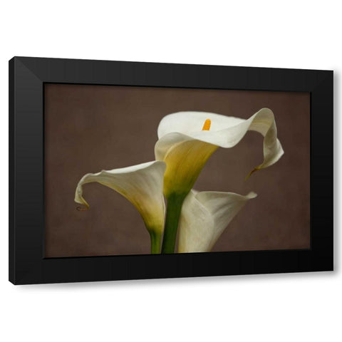 Calla Elegance II Black Modern Wood Framed Art Print by Crane, Rita