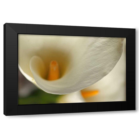 Calla Lilies II Black Modern Wood Framed Art Print by Crane, Rita