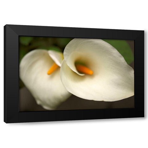 Calla Lilies III Black Modern Wood Framed Art Print by Crane, Rita