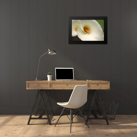 Calla Lilies VI Black Modern Wood Framed Art Print by Crane, Rita