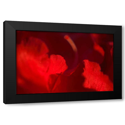 Crimson Petals I Black Modern Wood Framed Art Print with Double Matting by Crane, Rita