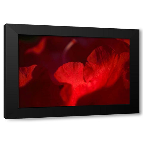 Crimson Petals II Black Modern Wood Framed Art Print by Crane, Rita